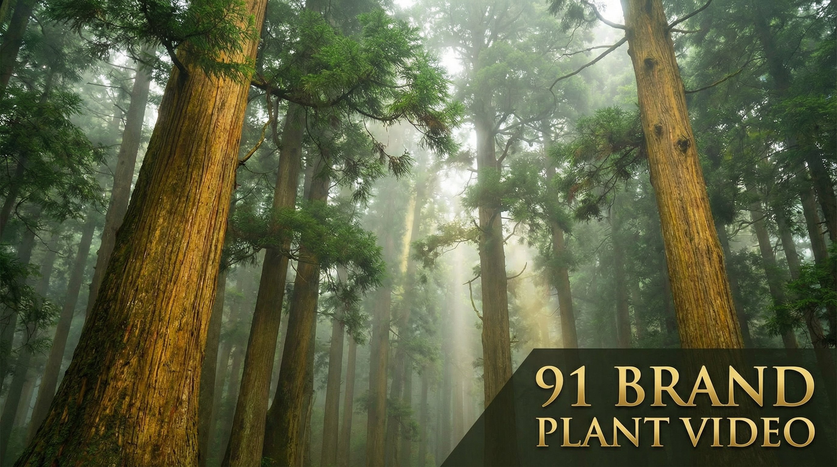 小马拉大车植物视频